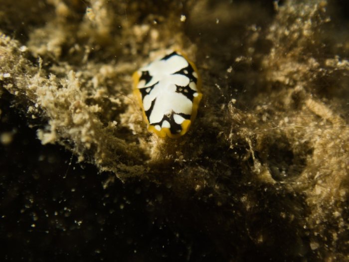 Pseudoceros imperatus