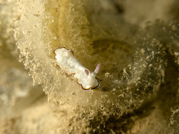 Goniobranchus preciosa