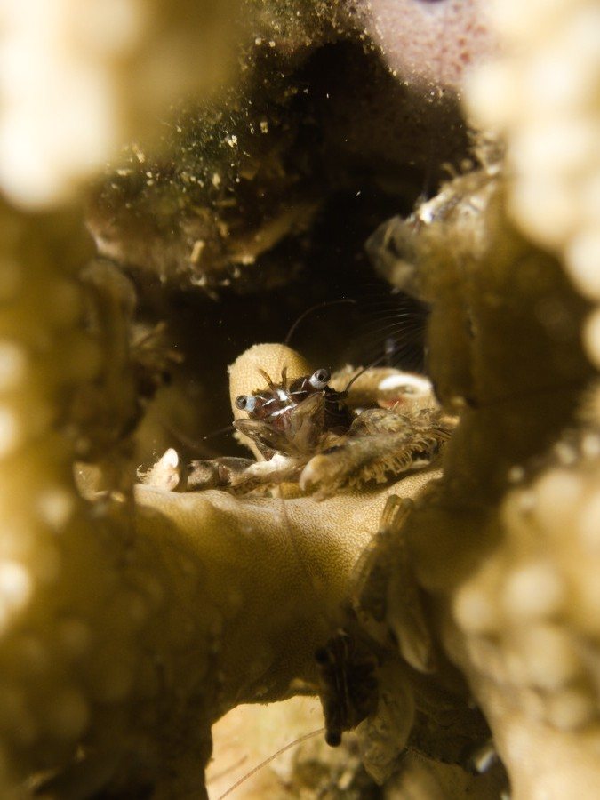 Crabe