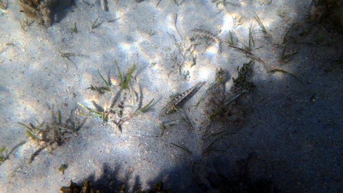 Parapercis australis