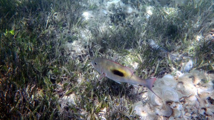 Lethrinus harak