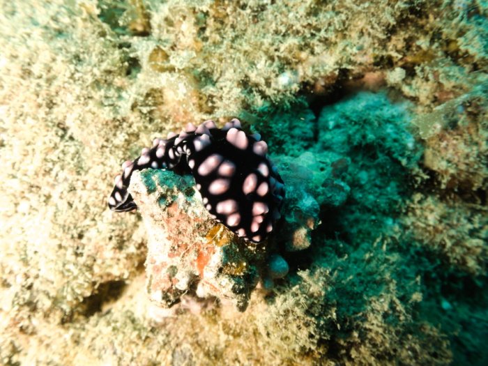 Phyllidiella pustulosa
