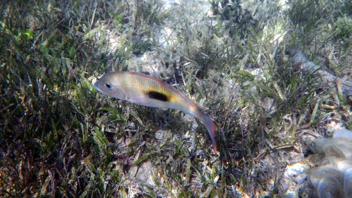 Lethrinus harak