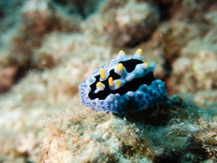 Phyllidia coelestis