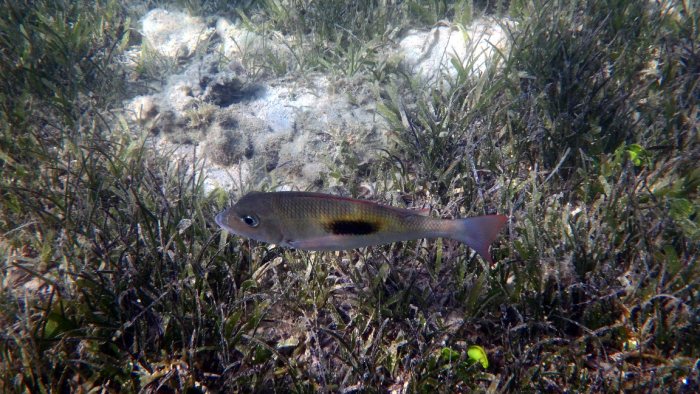 Lethrinus harak