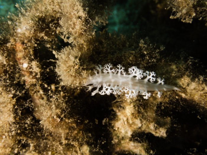 Tritoniopsis elegans