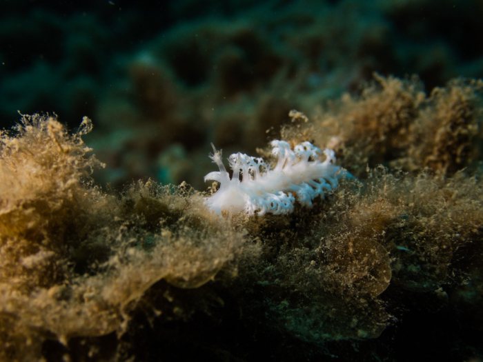 Tritoniopsis elegans