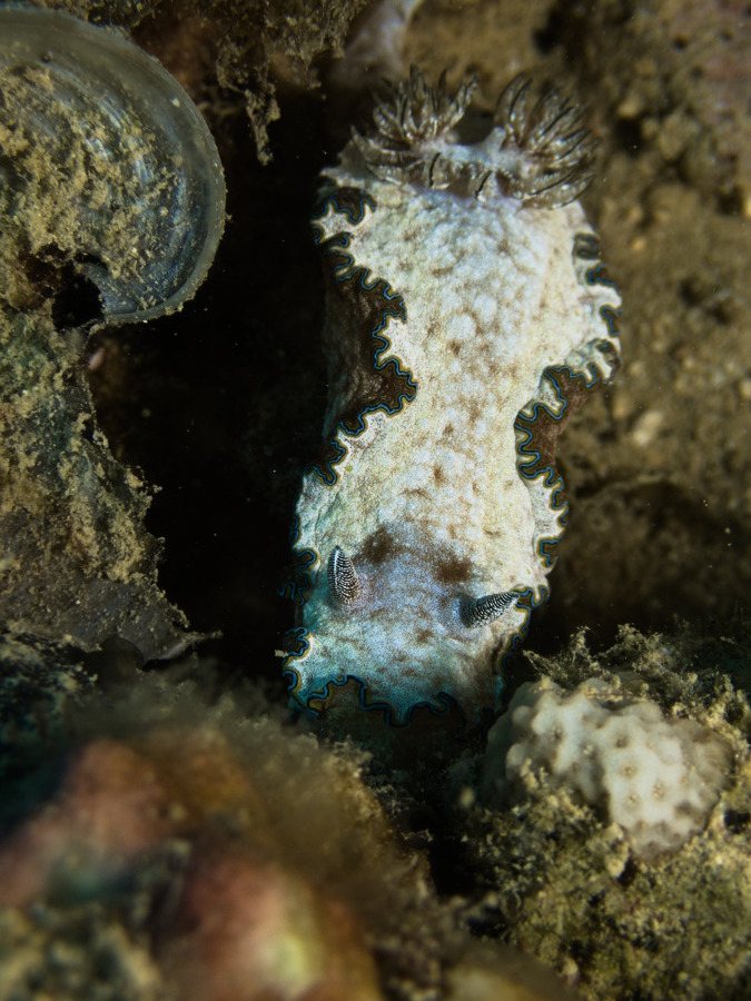 Glossodoris cincta