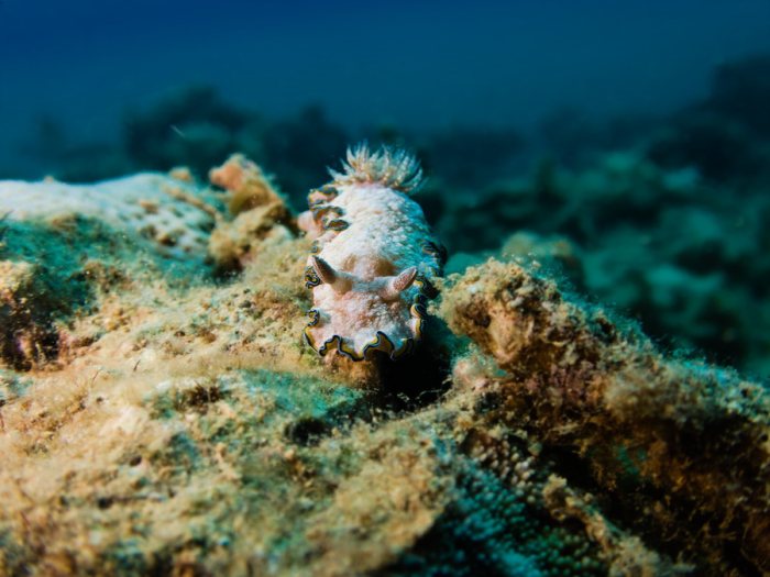 Glossodoris cincta