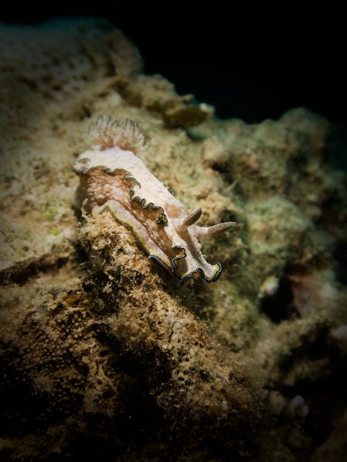 Glossodoris cincta