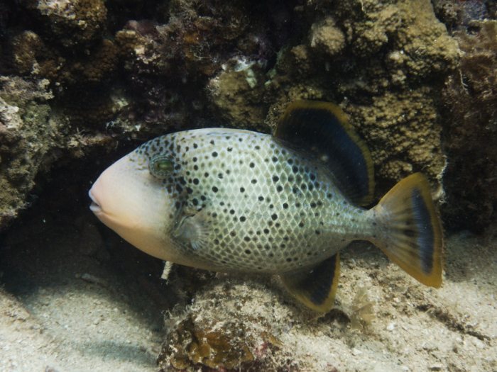 Pseudobalistes flavimarginatus