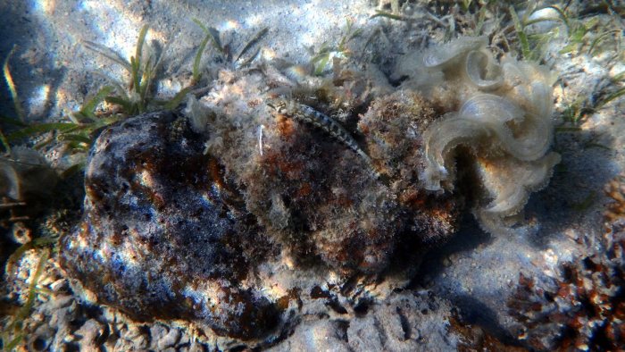 Parapercis australis