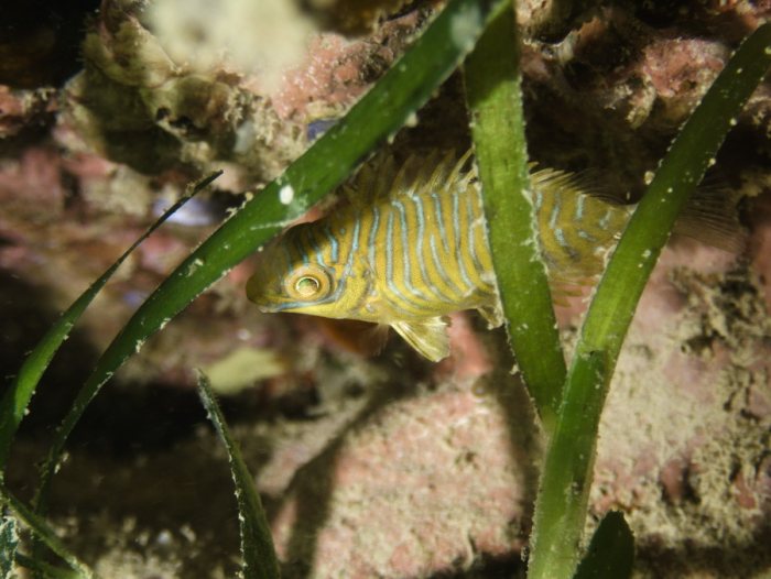 Siganus doliatus