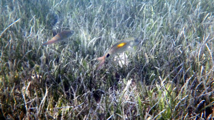Parupeneus indicus
