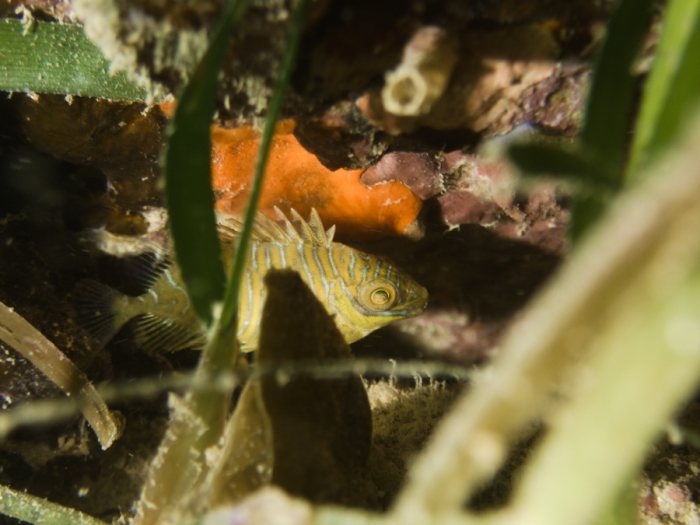 Siganus doliatus
