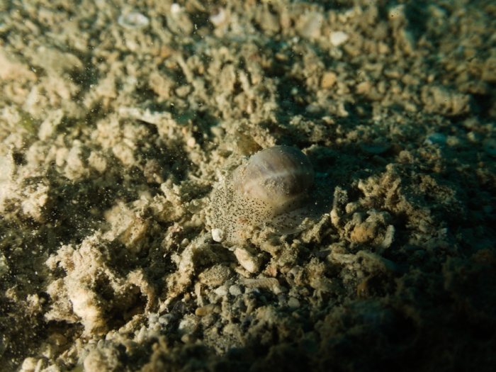 Gastéropode