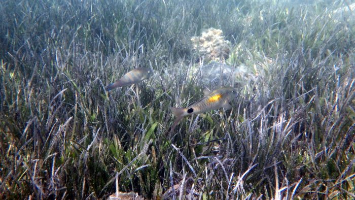 Parupeneus indicus
