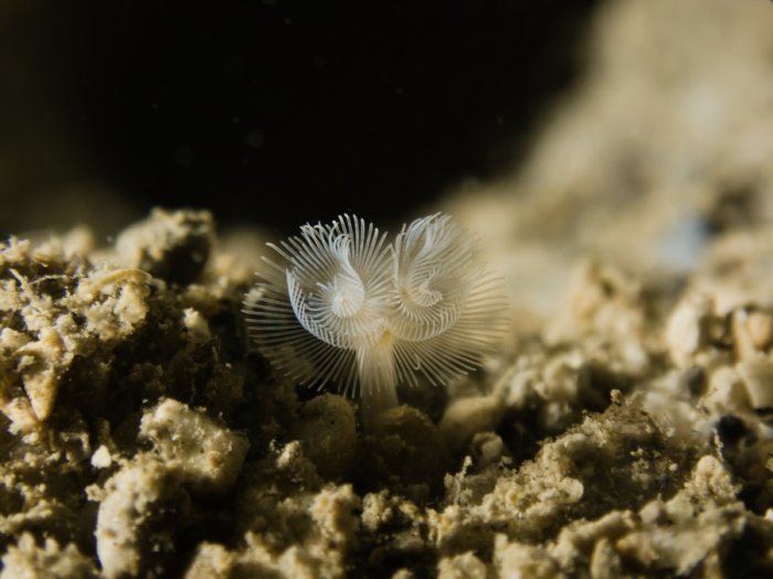 Phoronopsis sp.