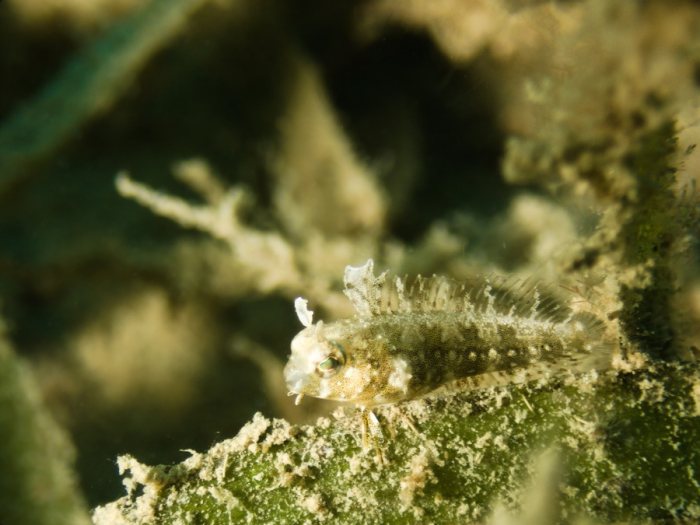 Petroscirtes lupus