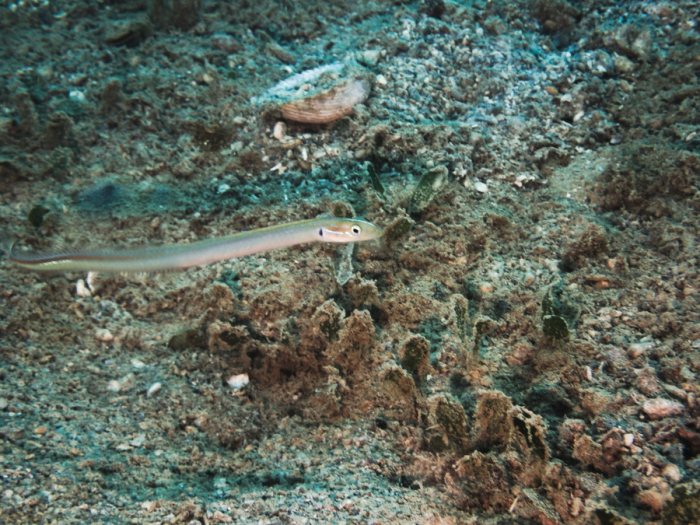 Poissons osseux