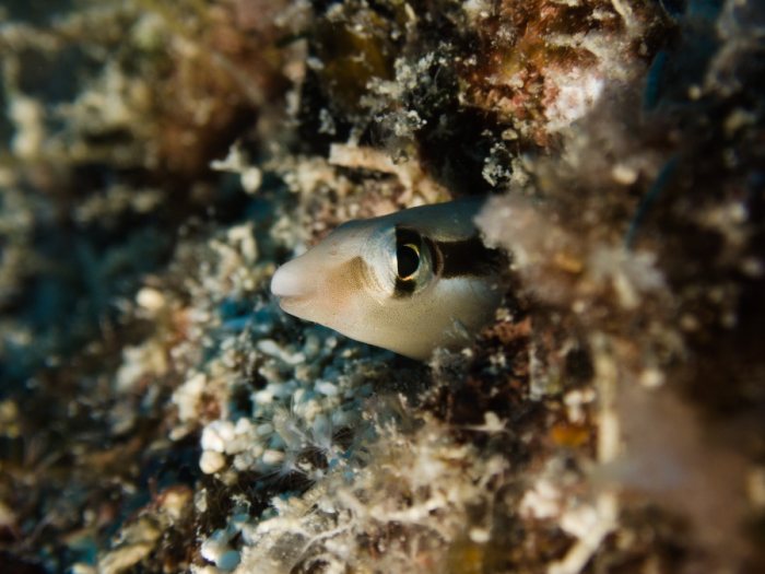 Aspidontus dussumieri