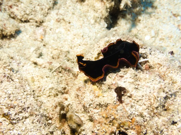 Pseudobiceros gloriosus