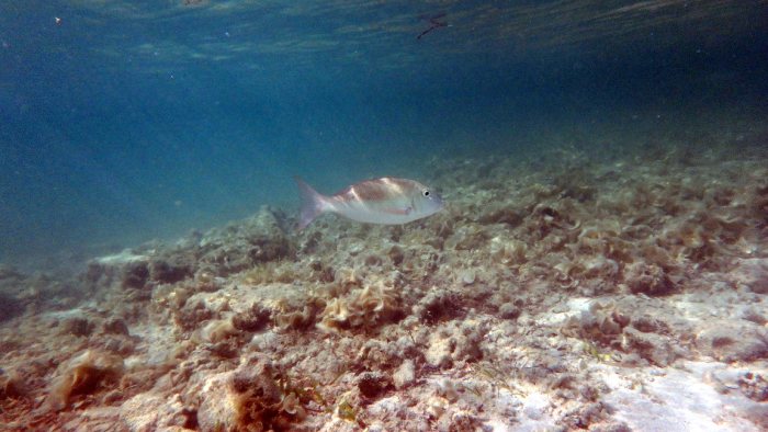 Lethrinus harak