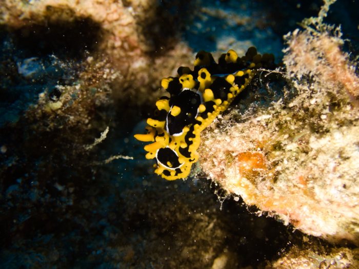Phyllidia ocellata