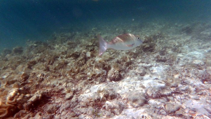 Lethrinus harak