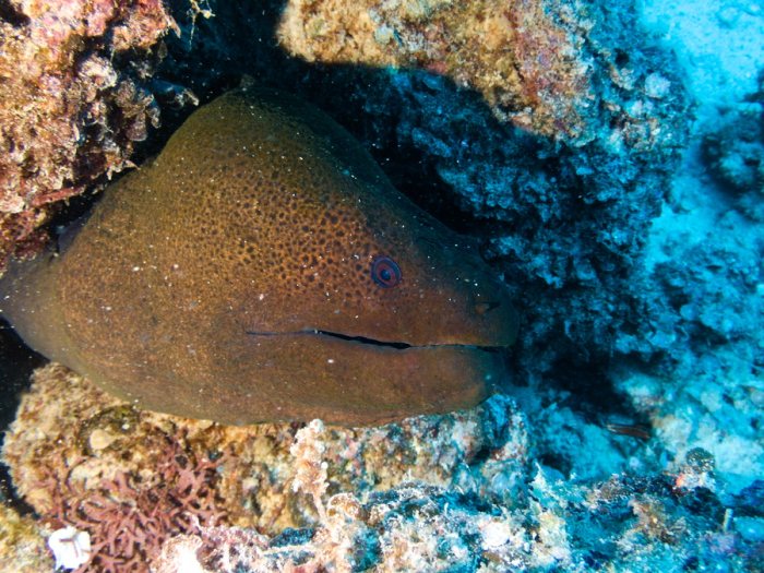 Gymnothorax flavimarginatus