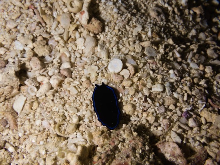 Pseudoceros sapphirinus