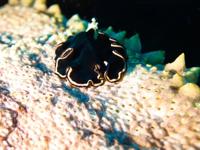 Pseudobiceros gloriosus