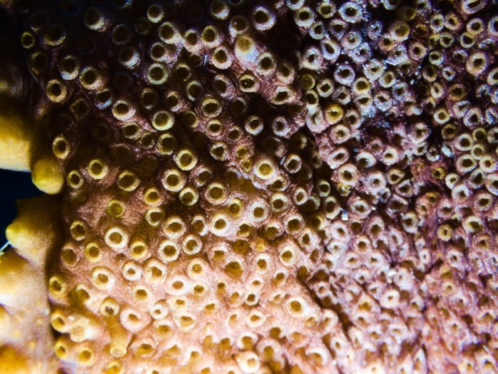Thelenota ananas