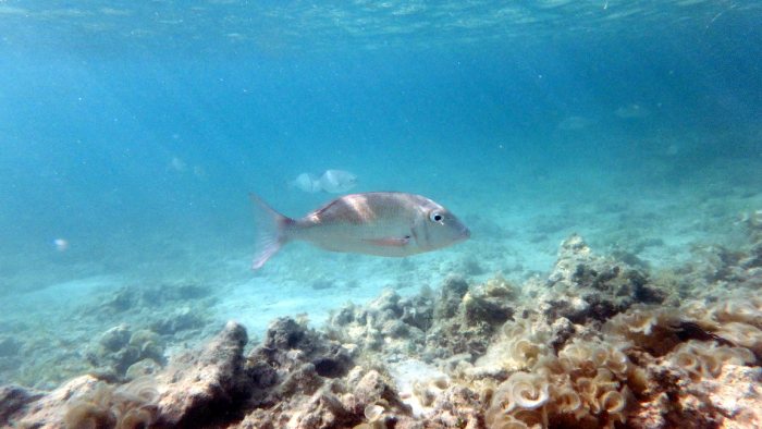 Lethrinus harak