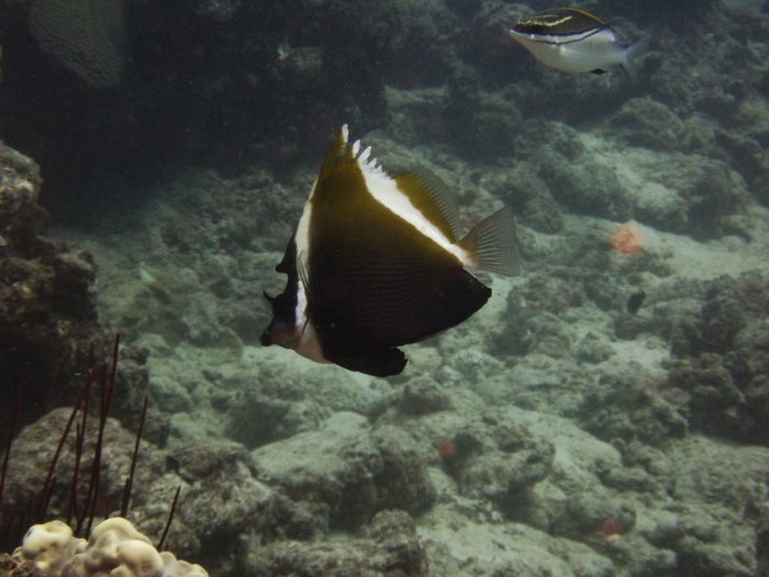 Heniochus varius