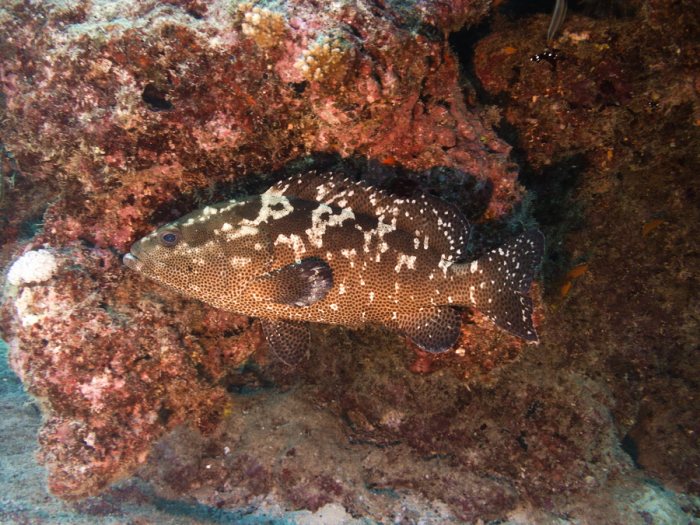 Epinephelus polyphekadion