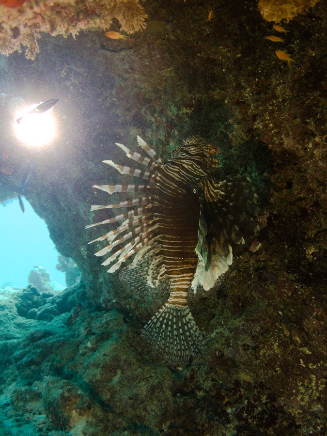 Poisson-scorpion