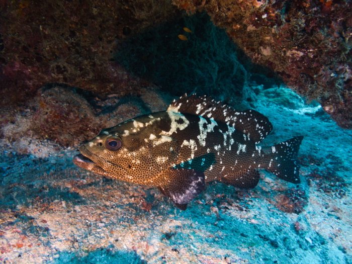 Epinephelus polyphekadion