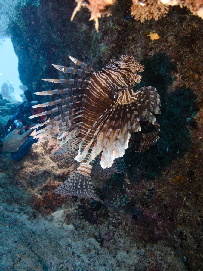 Poisson-scorpion