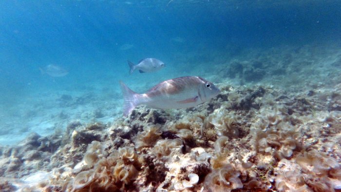 Lethrinus harak