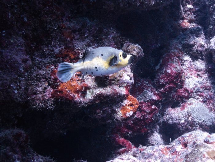 Arothron nigropunctatus