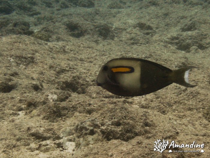Acanthurus olivaceus