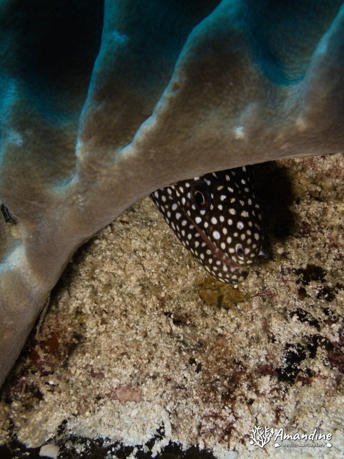 Gymnothorax meleagris