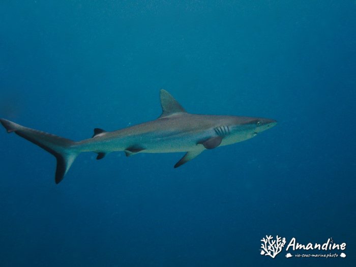 Carcharhinus amblyrhynchos