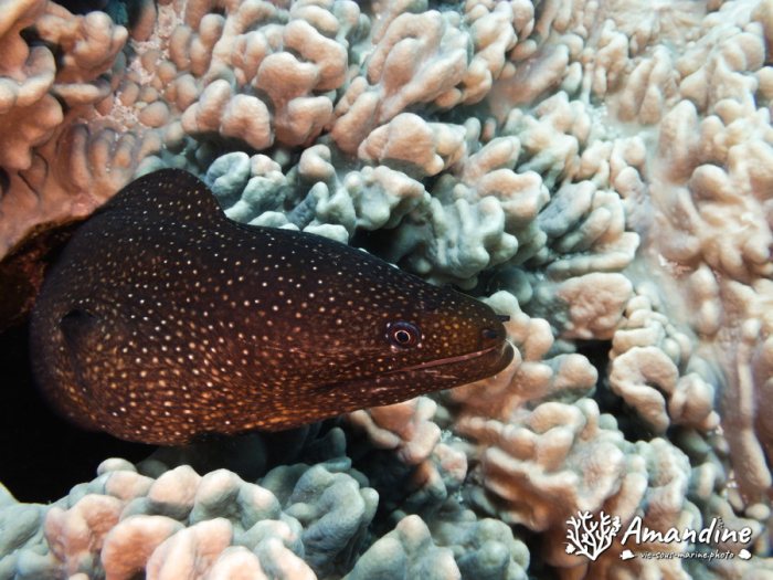 Gymnothorax meleagris