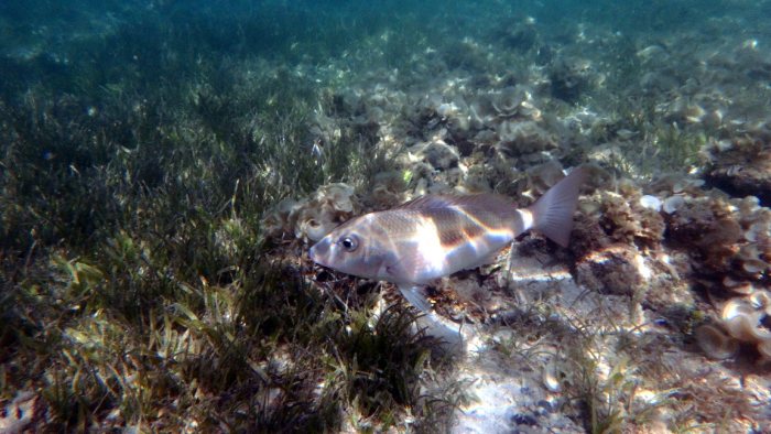 Lethrinus harak