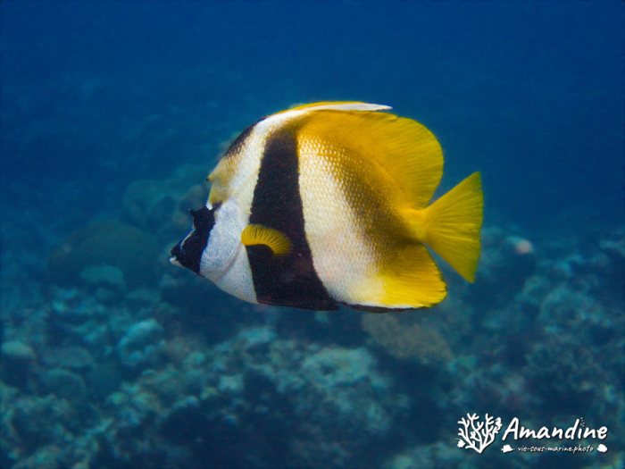 Heniochus monoceros