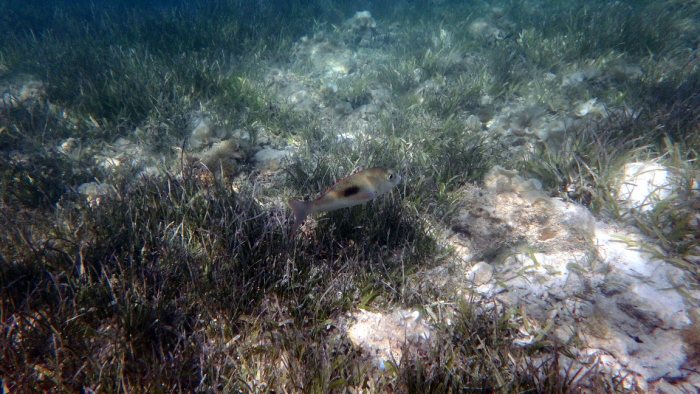 Lethrinus harak