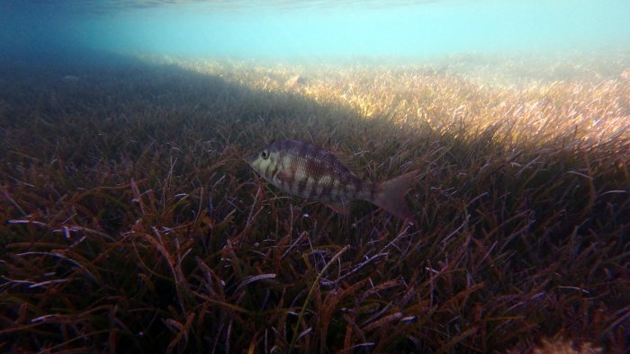 Lethrinus miniatus