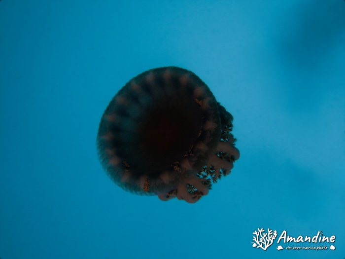 Cassiopea andromeda